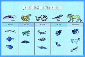 Jenis dan Ciri-ciri Hewan Vertebrata