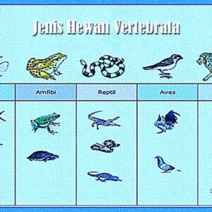 Jenis dan Ciri-ciri Hewan Vertebrata