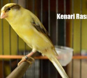 Burung Kenari AF
