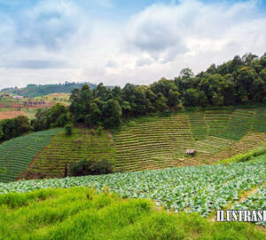 manfaat agroforestry untuk keberlanjutan lingkungan