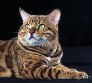 kepribadian kucing berdasarkan rasnya